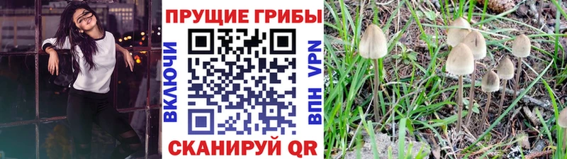 Псилоцибиновые грибы Psilocybe Мариинск